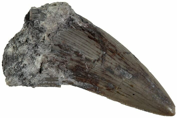 Serrated, Triassic Reptile (Postosuchus?) Tooth - Arizona #231158